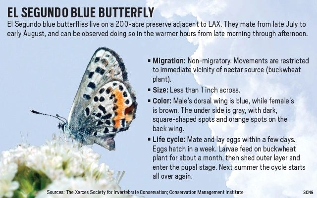 MeAndMyRemote's tweet photo. Fun fact. The town in grew up in was named the home of the blue butterfly and I lived on Mariposa!
#FeelingButterflies #Hallmarkies #HallmarkSaturdayNight #Butterflies #ElSegundo #Butteflies #BlueButterfly #ElSegundoBlue https://t.co/TPPT5KASRd