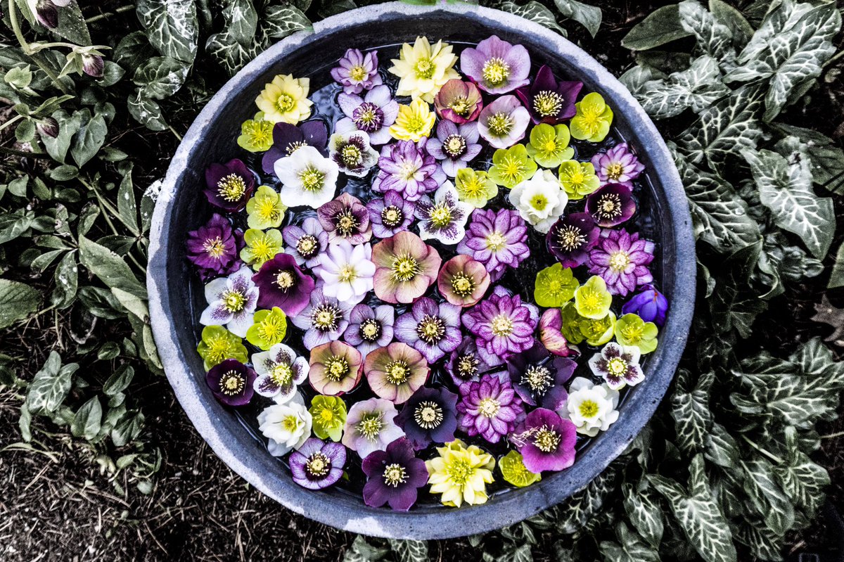 chriswynncw's tweet image. #flowers #vancouverspring  #Vancouver #botanicalgardens