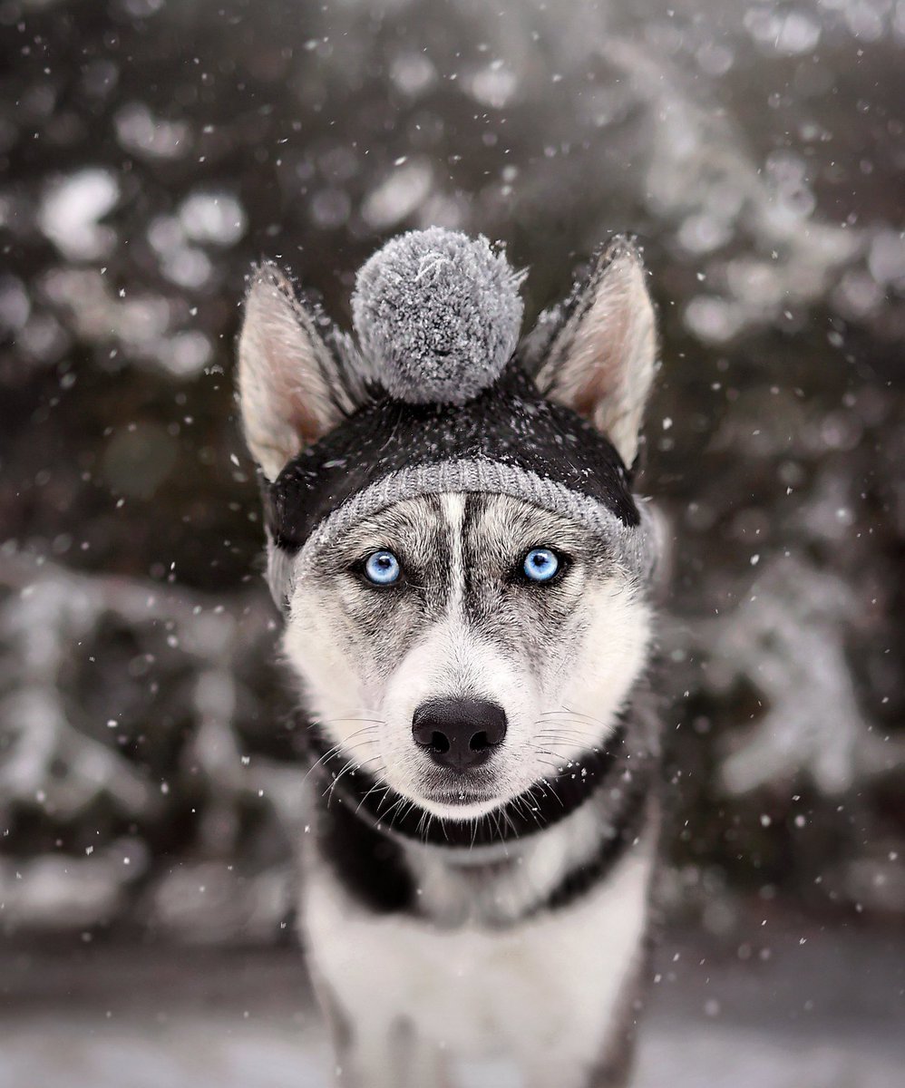 2Husketeers tweet media