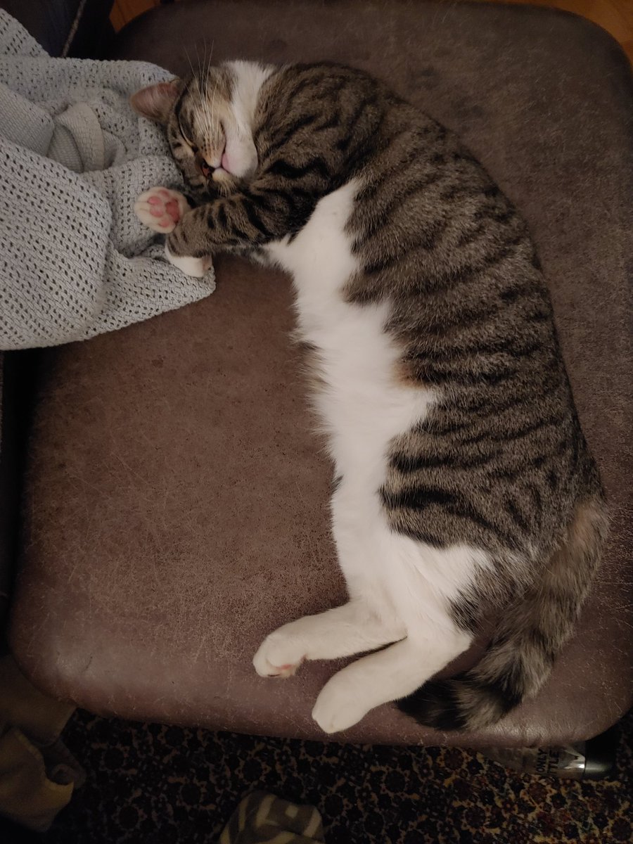 TroyNMiller's tweet photo. #NotTheSameCat https://t.co/HYU96NBrfu
