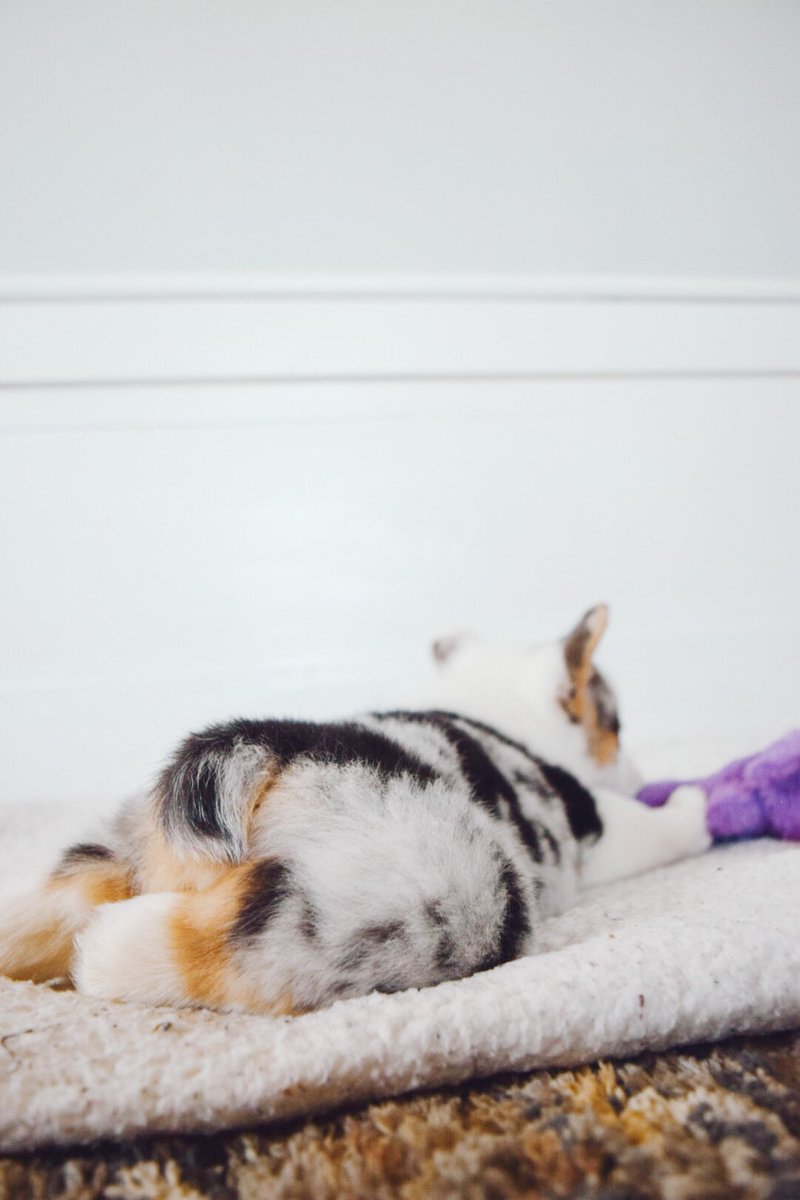 this little girl need to be appreciated on twitter too 😍 she’s not mine but I sure wish she was 

#twitterdogcommunity #dogsoftwitter #dogphotography