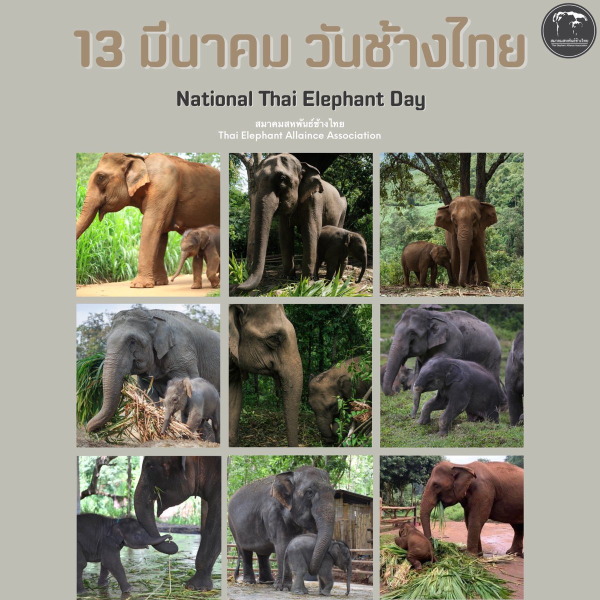 สวัสดีวันช้างไทย 13 มีนาคม 2565 
🐘🐘🇹🇭
National Thai Elephant Day 2022

#วันช้างไทย
#NationalThaiElephantDay
#สมาคมสหพันธ์ช้างไทย
#ช่วยช้างถึงช้าง
