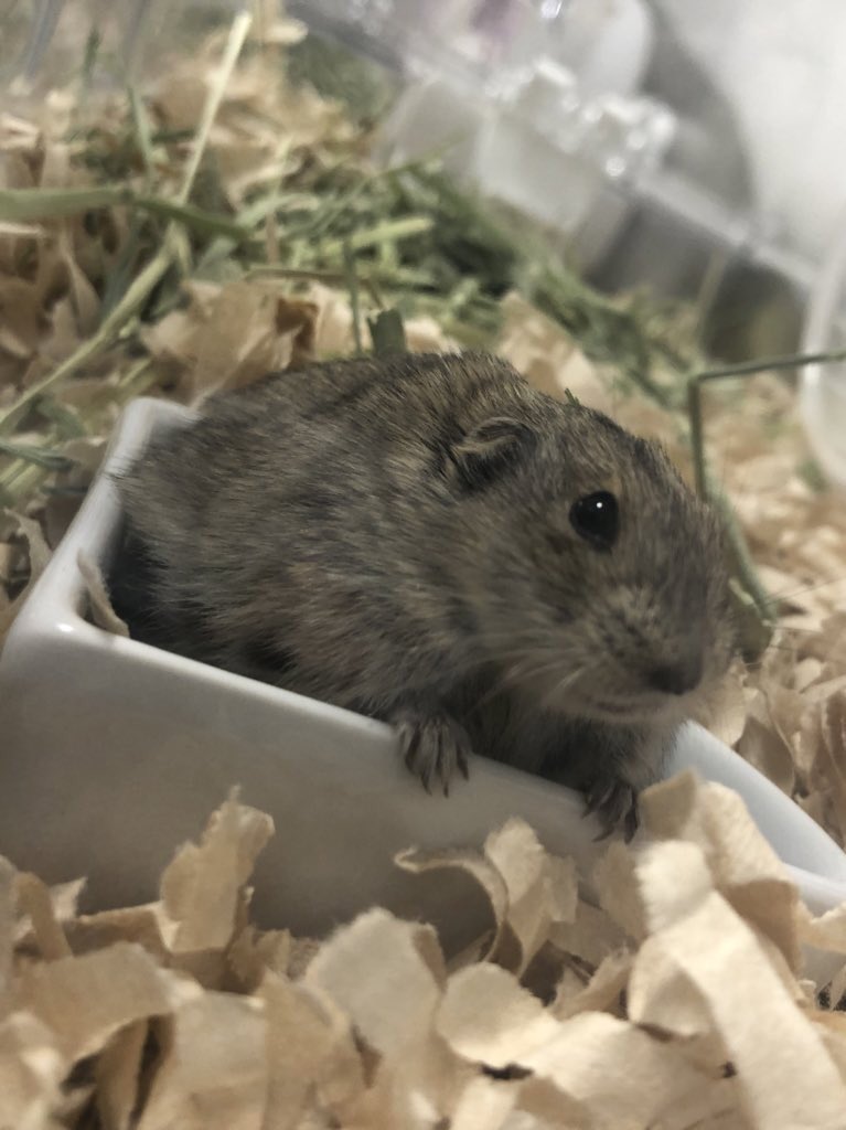 talkingcat111's tweet photo. 体重測定

小豆：44.6g
うずら：40.0g

来た時ガリガリだったうずらがここまで大きく😭
#ステップレミング ＃ハムスター ＃エキゾチックアニマル ＃小動物 https://t.co/7km5A0IuPP