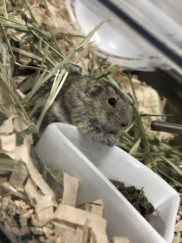 talkingcat111's tweet photo. 体重測定

小豆：44.6g
うずら：40.0g

来た時ガリガリだったうずらがここまで大きく😭
#ステップレミング ＃ハムスター ＃エキゾチックアニマル ＃小動物 https://t.co/7km5A0IuPP