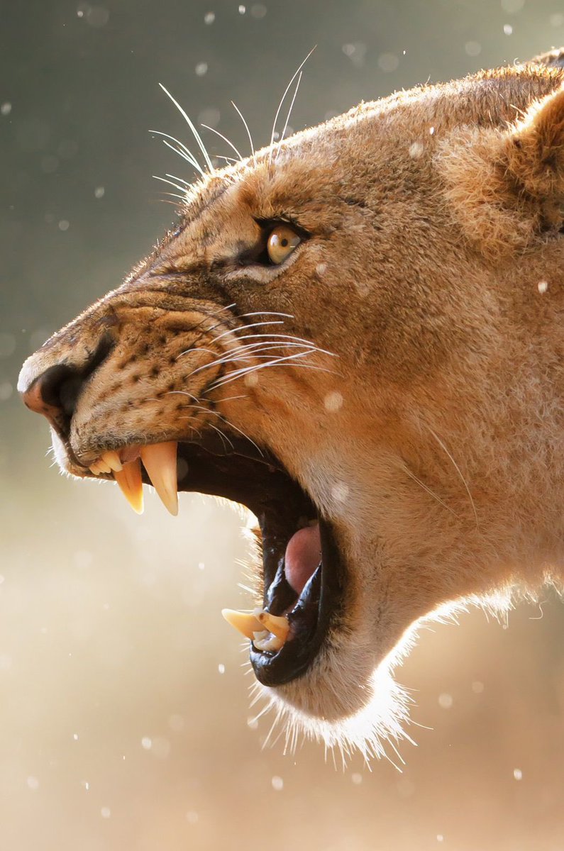 Lioness: There is no doubting her strength. 

She awakens to serve. She cannot depend on her own strength, but knows her role. She humbled herself. She knows that many of her attempts may fall short. However, at just the right time, her skills will be used to take down giants.