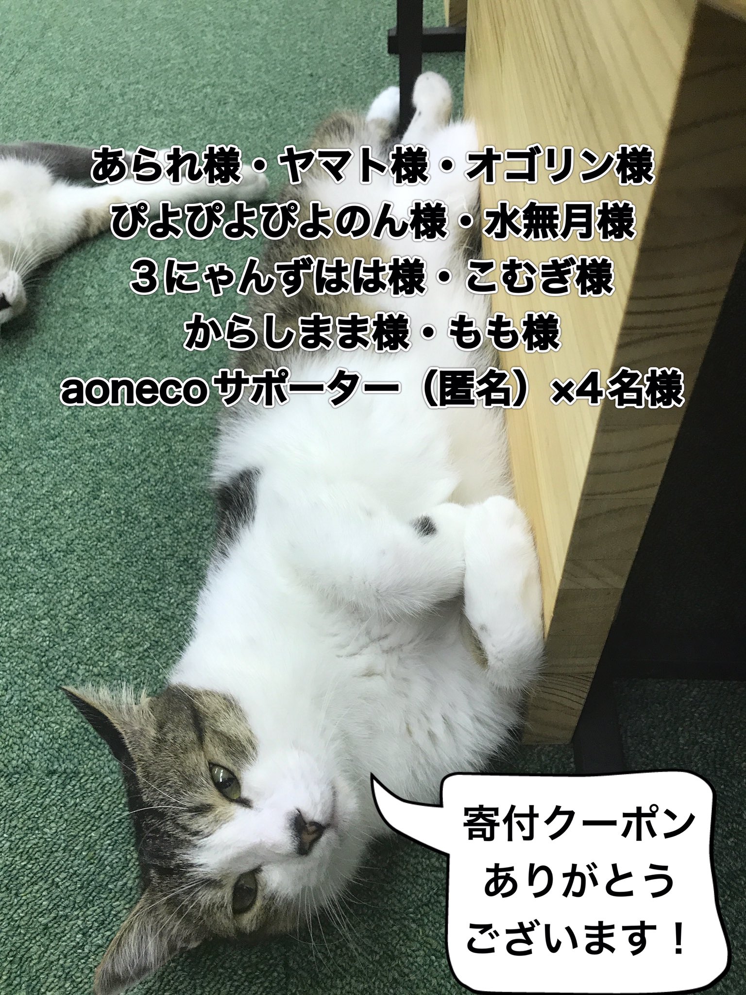 猫カフェいろり 藤枝市 Catcafeirori Twitter