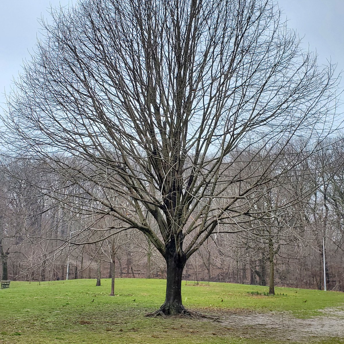 DebKaplan12's tweet photo. #bltrees  @BrianLehrer  @nycbotanist 

Here are my first photos (including 2) of the tree I've chosen.  It is a silver linden and lives in the Nethermeade in Prospect Park, Brooklyn.  My family planted this tree in 2004 in memory of my dad Jack Kaplan, who died Dec 4, 2003. https://t.co/rOhwPKBUQj