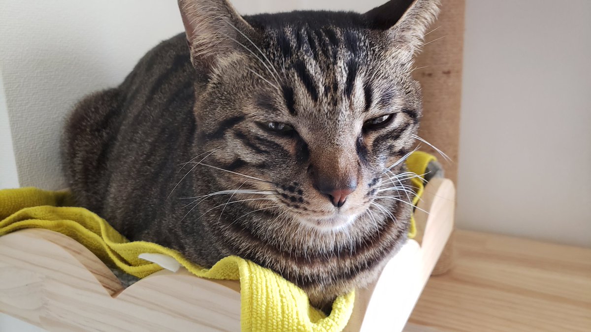 Jupiter_key's tweet photo. まだ眠いねこ💤 https://t.co/GgPGXrk0jG