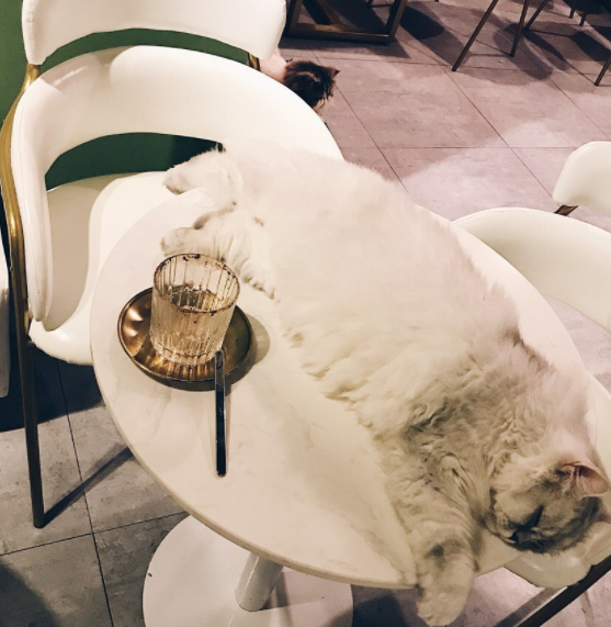 KissingChloe's tweet photo. cat cat cat, cute sleeping position https://t.co/WXzEQeG65Q