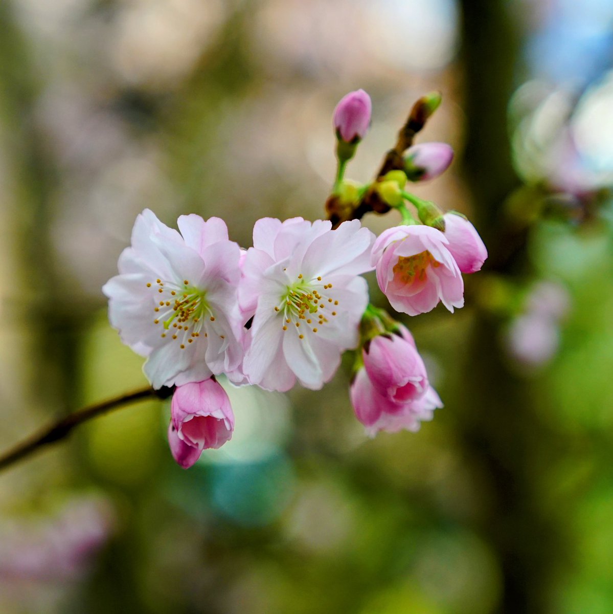 Sakura at Gardens by the Bay, Singapore