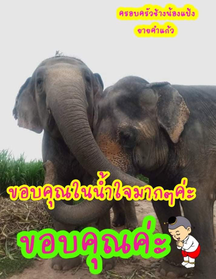 wimonwansaendee's tweet photo. ขอบคุณน้ำใจจากพี่เป๊กผลิตโชคจากนุชทุกท่านที่มาเมตตาช่วยเหลือให้ต้นสับปะรดเนื่องในวันช้างไทย13มีนาคมขอให้ศิลปินและแฟนคลับมีแต่ความสุขความเจริญเฮงๆปังๆตลอดปี
#ของขวัญวันช้างไทย
#เป๊กผลิตโชค
#peckpalitchoke
#ดีลนี้เพื่อช้างไทย
#วิกฤติช้างไทย https://t.co/2nhTYbNmVu