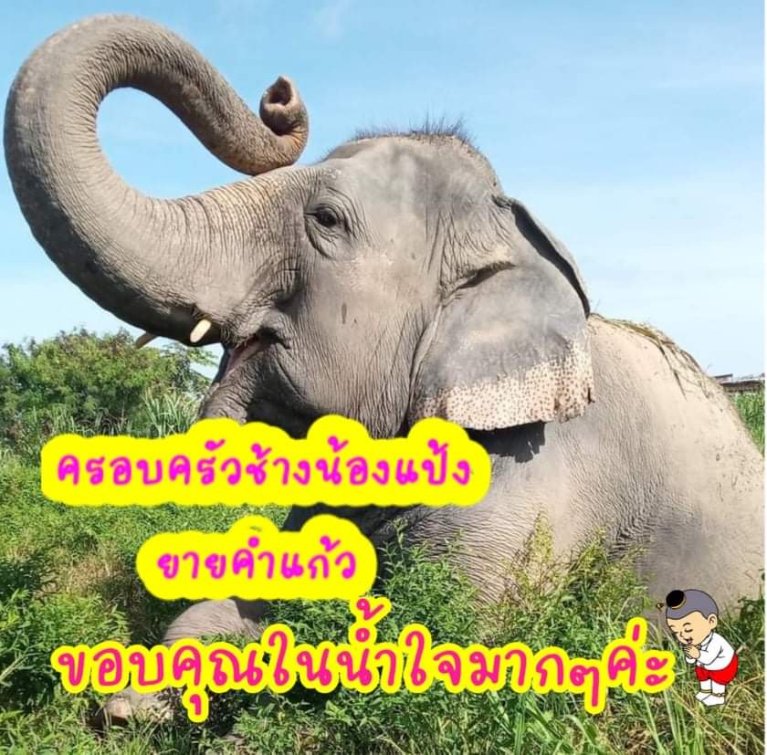 wimonwansaendee's tweet photo. ขอบคุณน้ำใจจากพี่เป๊กผลิตโชคจากนุชทุกท่านที่มาเมตตาช่วยเหลือให้ต้นสับปะรดเนื่องในวันช้างไทย13มีนาคมขอให้ศิลปินและแฟนคลับมีแต่ความสุขความเจริญเฮงๆปังๆตลอดปี
#ของขวัญวันช้างไทย
#เป๊กผลิตโชค
#peckpalitchoke
#ดีลนี้เพื่อช้างไทย
#วิกฤติช้างไทย https://t.co/2nhTYbNmVu