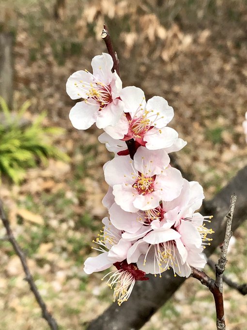 なんか悶々として作業進まなくなっちゃったから散歩がてら梅見に行って来た
開きかけのは小さいバラみたいでかわいい☺️ 