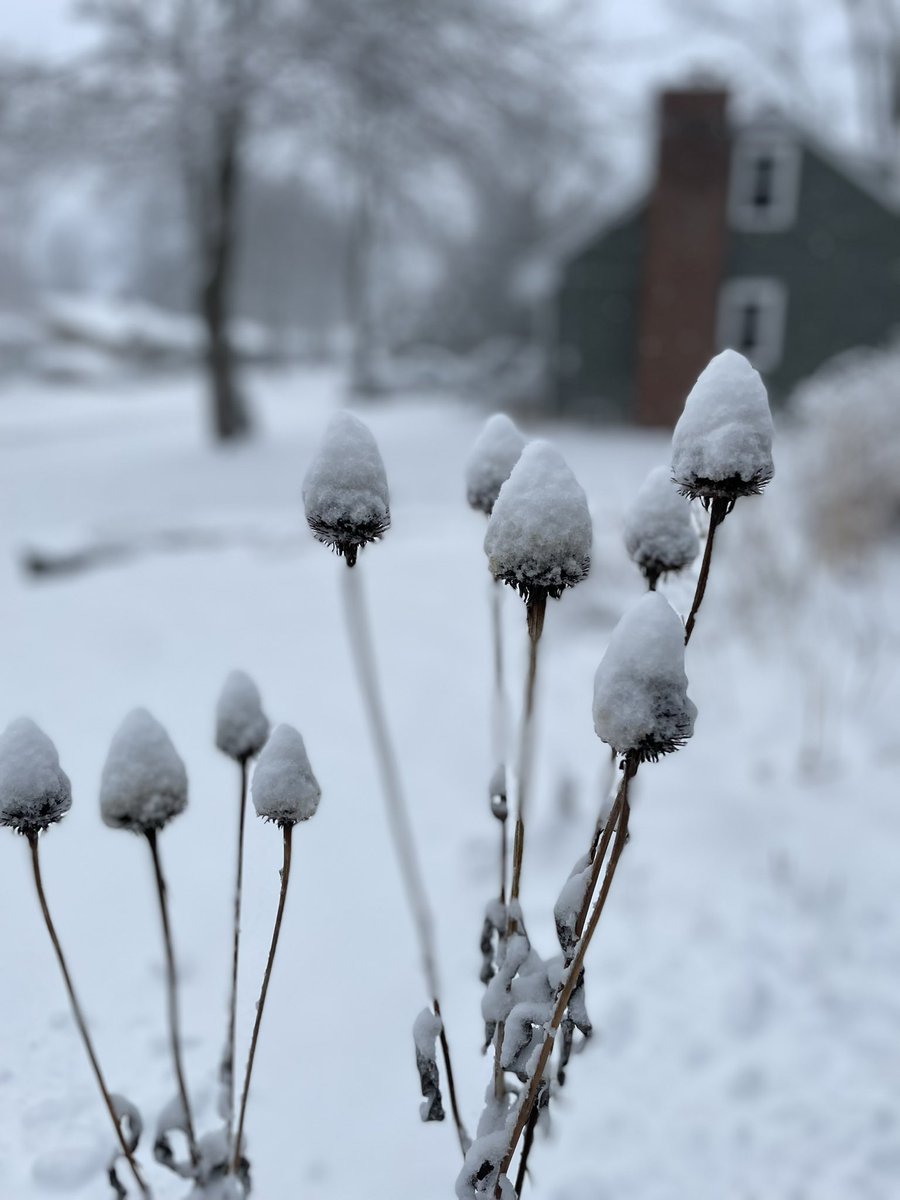 jmharris777's tweet photo. Spring snow brings the garden back to winter #VermontSpring #WinterGarden https://t.co/wvmBIYs6g3