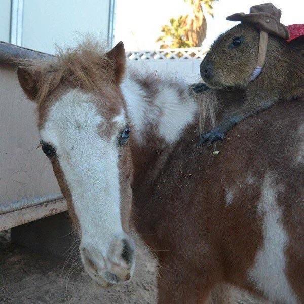 i’m gonna take my horse to the old town road