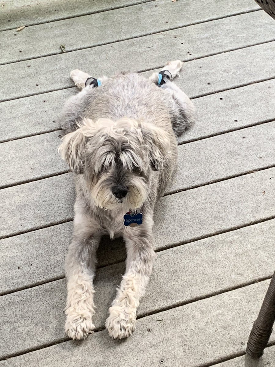 marcosrph's tweet photo. @XXXAmberLynns My little bundle of joy from this past summer I miss him so much https://t.co/rWs4sOmElV