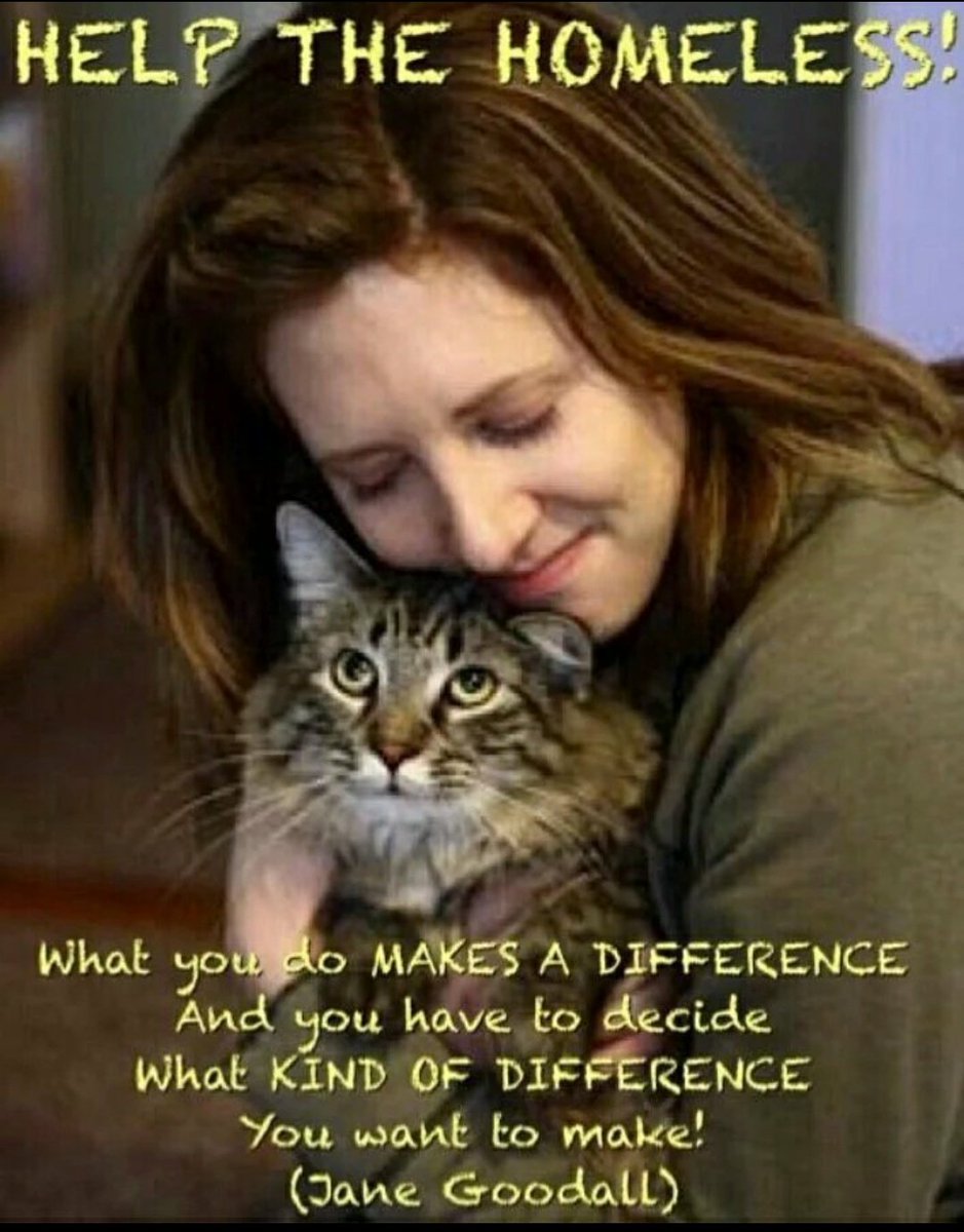 🌻Samson Cat🐱 tweet media