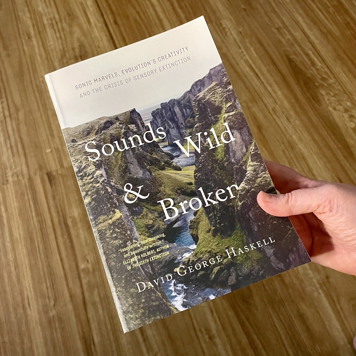 LeahBarclay's tweet image. Highly recommend David Haskell's (@DGHaskell) new book 'Sounds Wild and Broken' – an  exploration of the importance of listening and the crisis of sensory extinction. Happy to have played a small part in David's field work in Australia 😊

@nytimes review: nytimes.com/2022/03/05/boo…