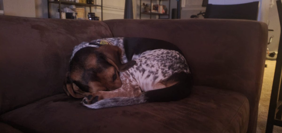 ManuelGago's tweet photo. Someone is feeling cozy tonight #BFID #Barley https://t.co/LZsg40KKS0