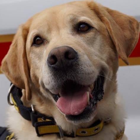 ProjectK9Hero's tweet photo. Happy 13th Birthday today to Project K-9 Hero Program Member, K-9 Judge! https://t.co/EUU6yME9b3