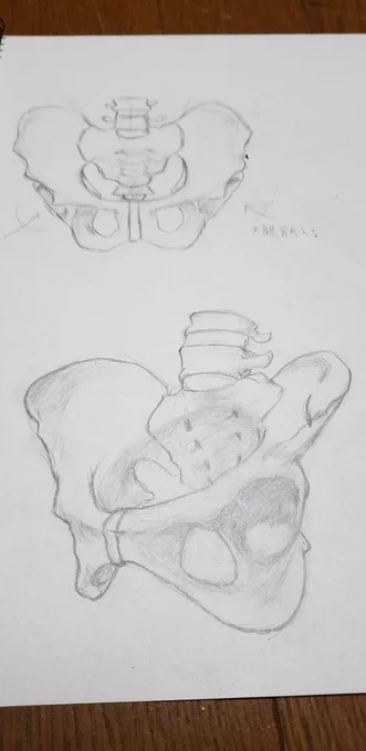 ⑤学生時代に図鑑や資料集が好きだったって人にはマジでおすすめで、ページを開くたびに「人体…よくできていすぎだろ…!」ってワクワクしながら読み進めて、内容をノートに取ったりしました。下は骨盤ですが、丁寧な描き方手順があるので誰でも描けます。 