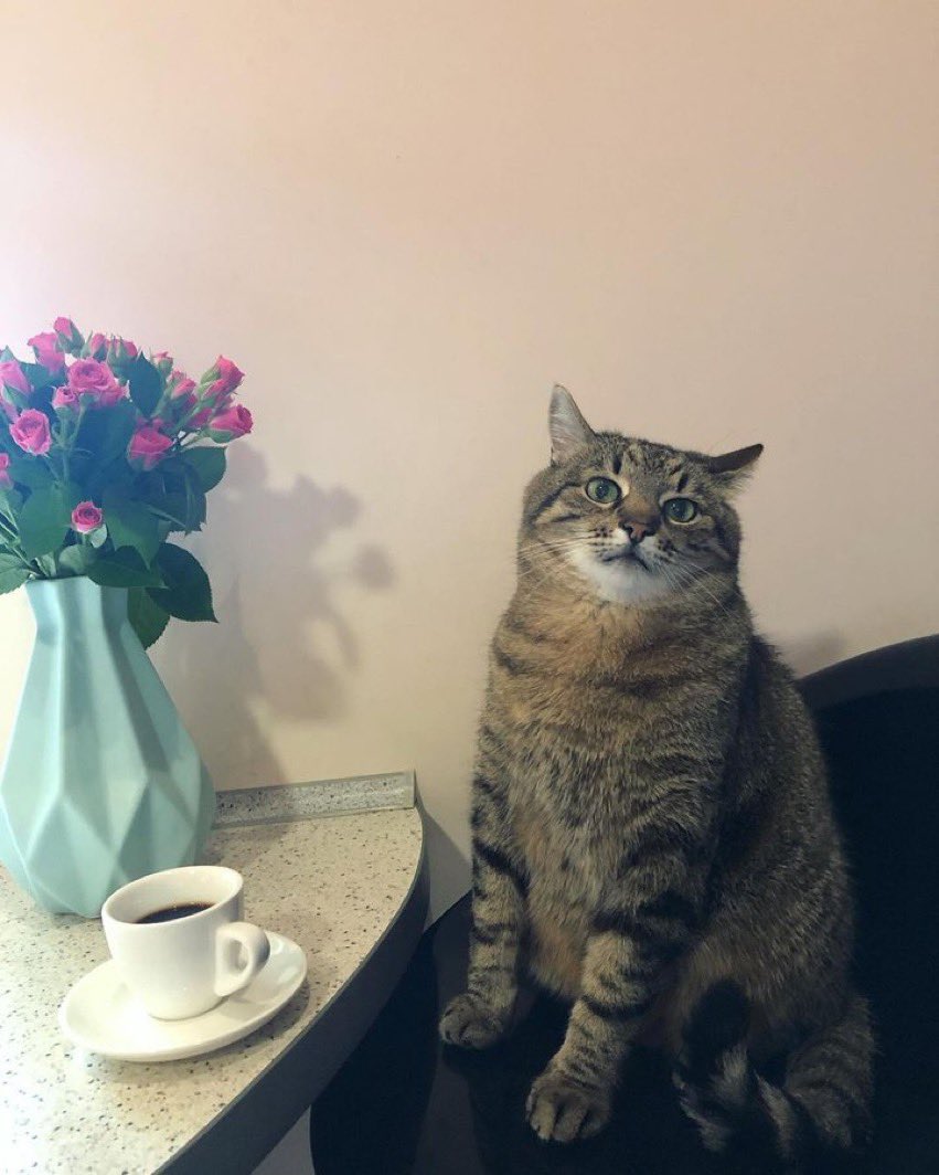 Seee_lallero's tweet photo. We are so worried.
Any news about Stepan&family?Hope you are all well and safe.Pls update when possible.
#LoveYouStepan
#Stepancat๐
#Ukraine https://t.co/GPzVDigF4h
