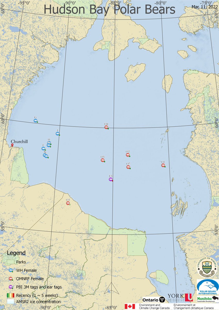 Satellite tracked polar bears are split east &amp; west: blue bears were collared just south of Churchill &amp; orange ones east &amp; closer to Ontario. They're well separated. Most are still quite far south compared to past years. Maybe they've found good hunting conditions?