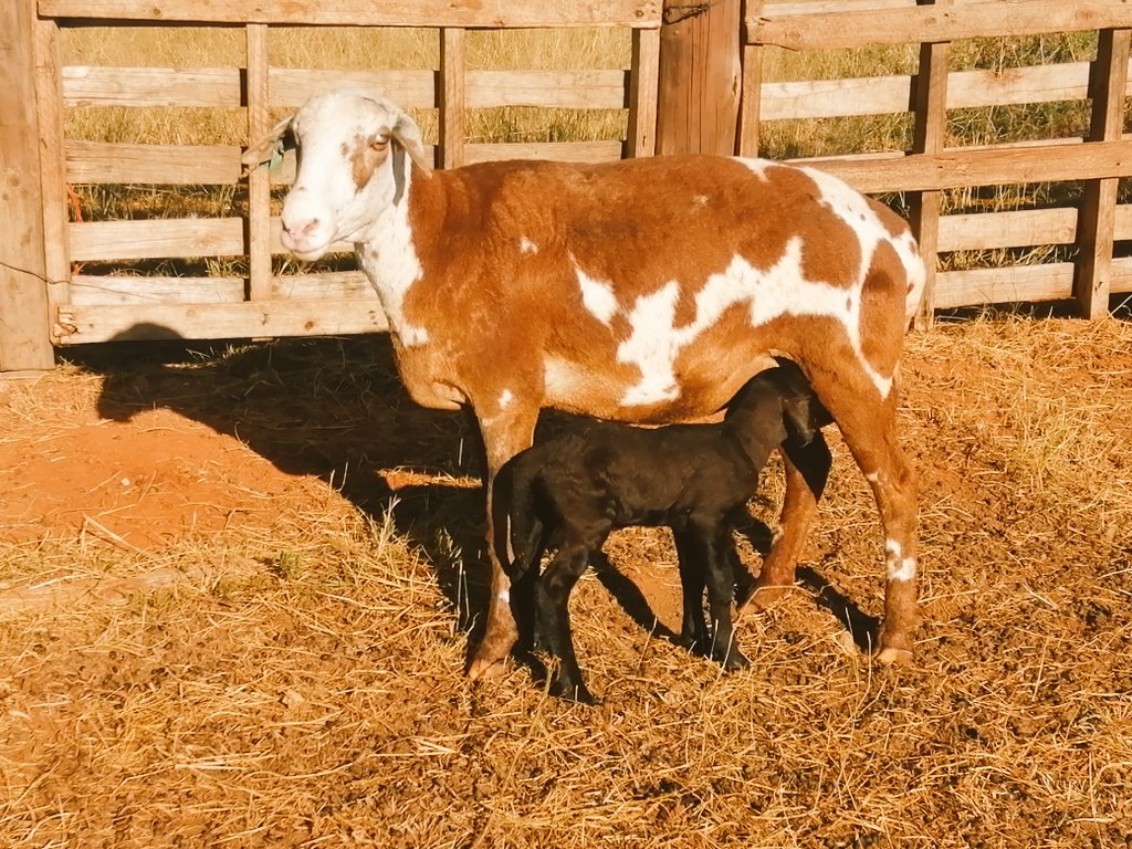 Kenneth_Lepedi's tweet photo. First Lamb of the year
#Meatmasters ❤️ https://t.co/4zjiFCgjHk