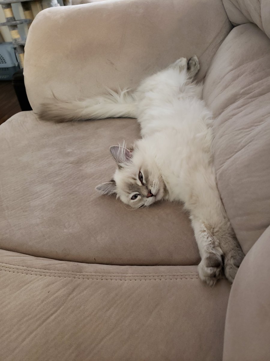 Kim02373227's tweet photo. #Caturday
Marshmellow https://t.co/WhL2pxUvsV