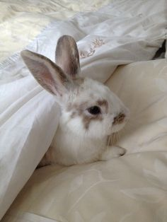 Bunnies tweet media