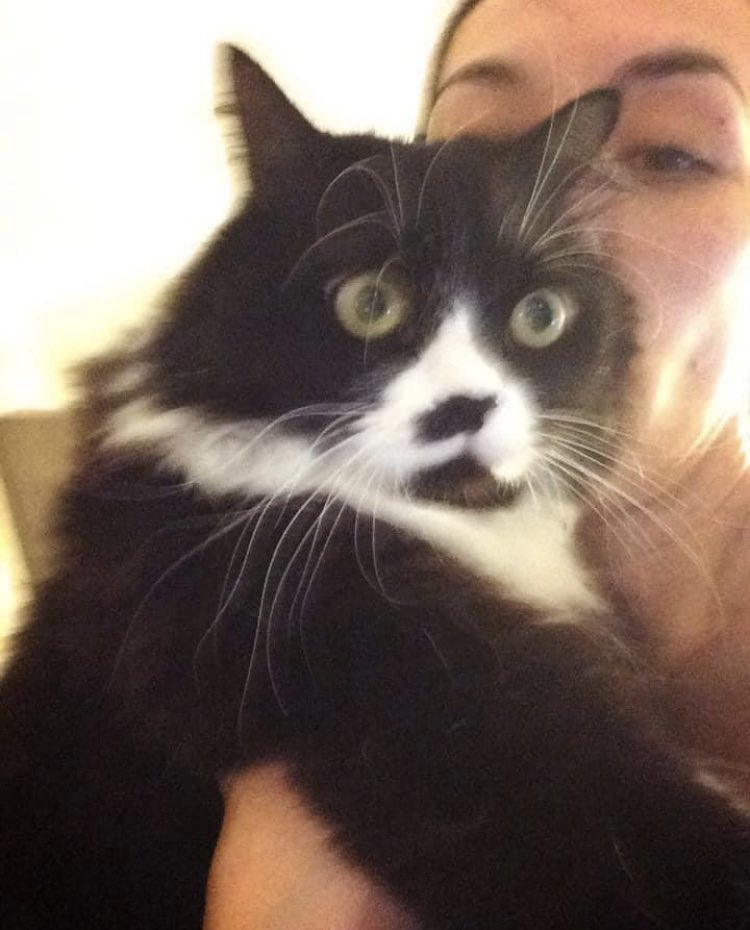SukiWingnuts's tweet photo. My cat loves a selfie……she hates me 🤣 #CatsOfTwitter #selfiewithcat #catsofinstagram #tuxcat #CatsOnTwitter https://t.co/6MsAVruWmV