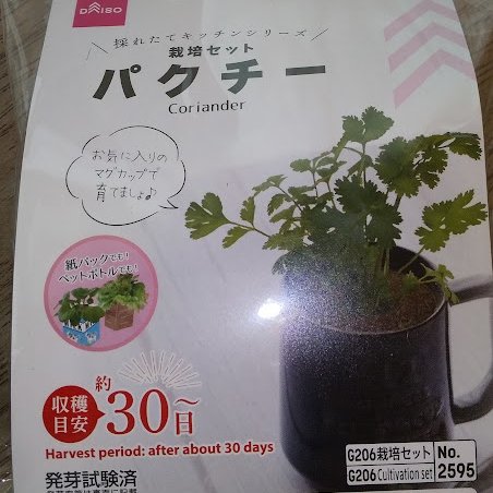 تويتر まつりか على تويتر 以前購入したダイソーのパクチー栽培セットを植えたものです 水を加えると膨らむ楽しい土入り 葉と違い種は柑橘系の香りがして不思議です 今考えたら 蓋を受け皿にしてヨーグルト箱そのまま使っても良かったな 10日程で発芽するのでそろそろ