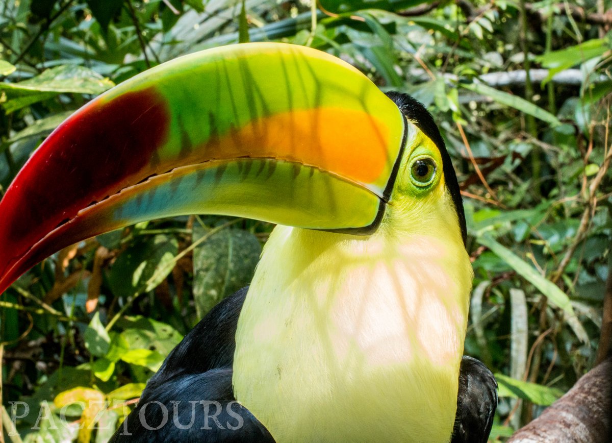 Pacz_Tours's tweet photo. ?  Did You Know? – 1. We accept payment online after confirmation.
2. You can pay cash with both $USD and $BZD.

https://t.co/wlS4XsMrsd

#Belize #traveltips https://t.co/wlS4XsMrsd https://t.co/LYJMAPRZ9w