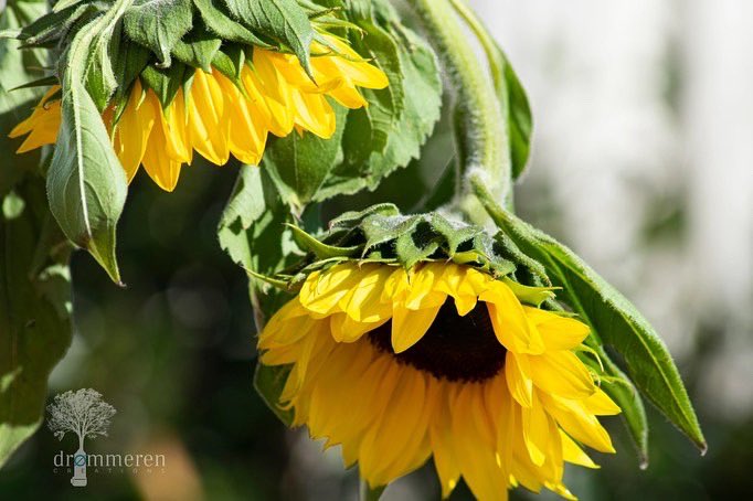 akkaballengerconstantin.com/2022/03/12/my-… #saynotowar