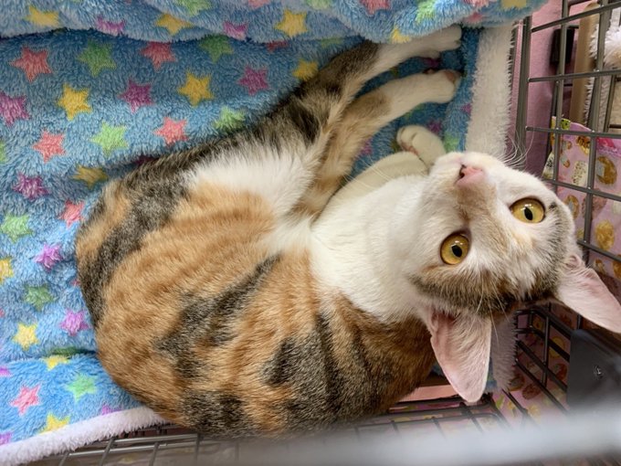 猫ちゃんを探せ 一般社団法人 彩の猫