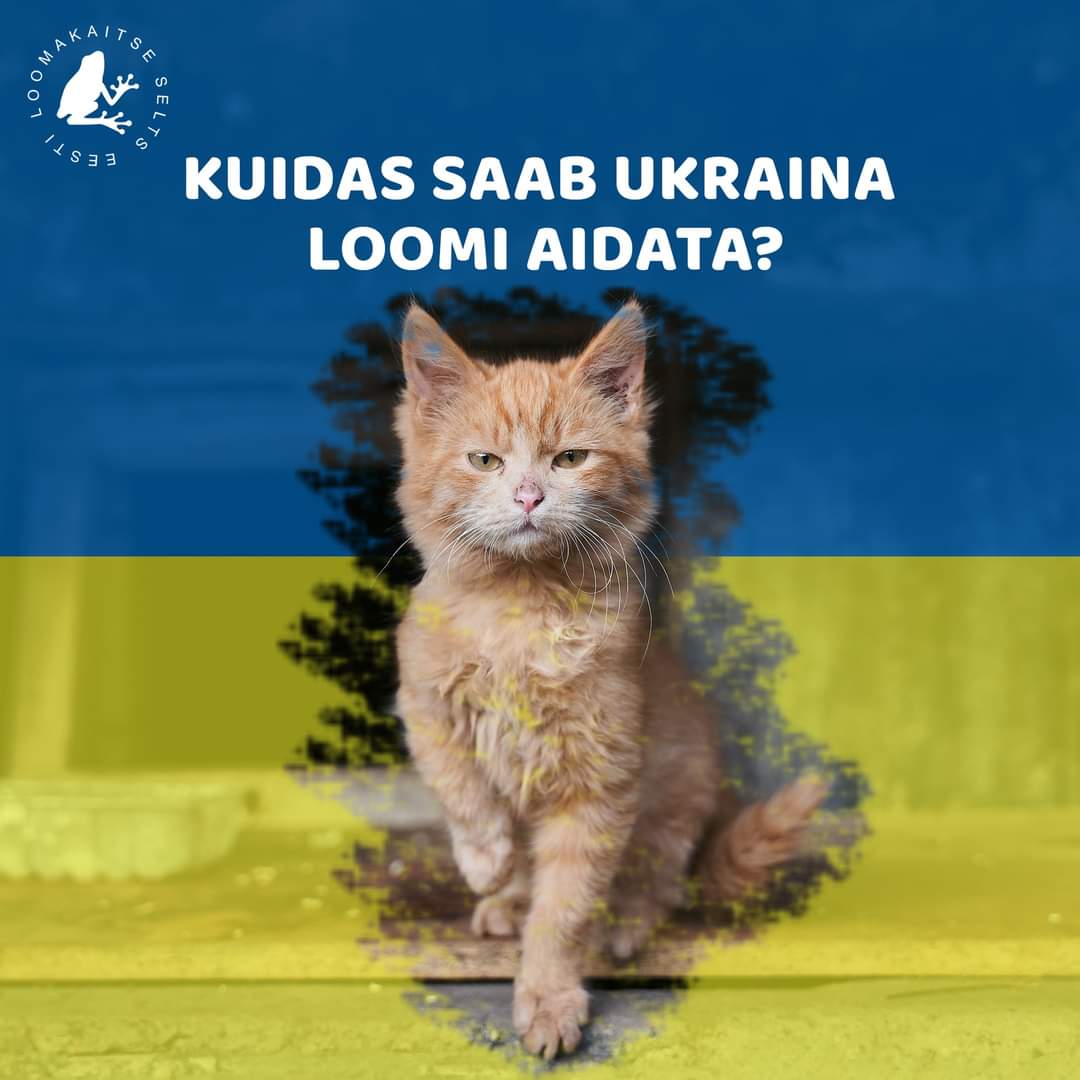 💙 💛
☮️ Alustuseks ära külva paanikat. 
🥣 Saada toitu ja muud vajalikku.
🐾 Anneta otse Ukrainlastele: loomakaitse.ee/aita-ukraina-l… 
🐱 Kui lähed piirile paku transporti. Rohkem infot: pta.agri.ee/uudised/ukrain…
‼ Eestisse ei tohi tuua Ukrainast kodutuid ja varjupaikade loomi.