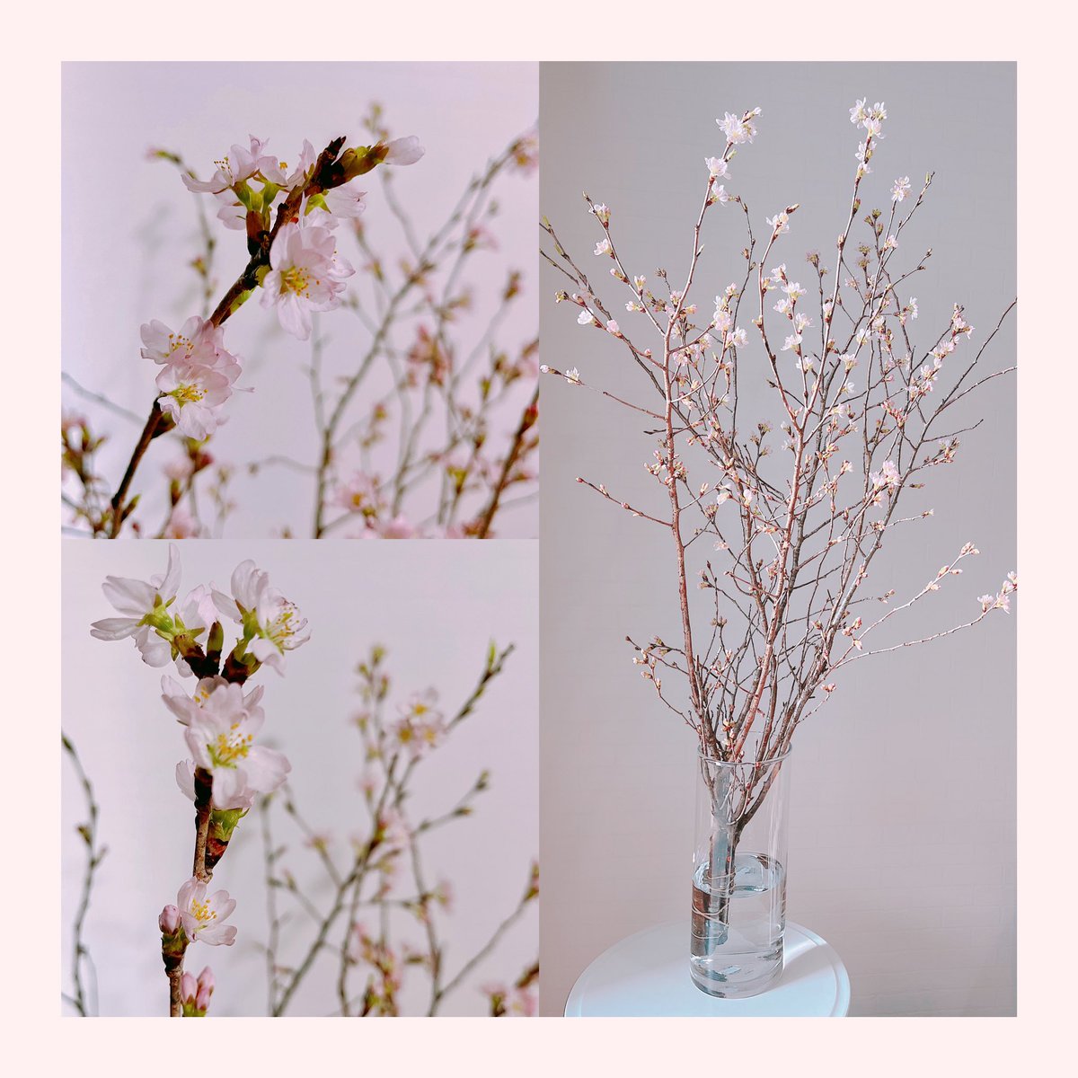 花澤さくら【公式】 tweet media