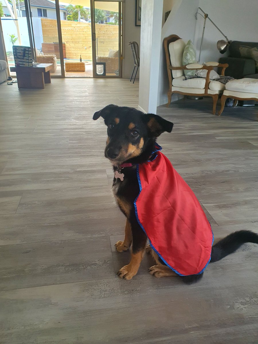 baz_doyle's tweet photo. @ShellyStardust1 Well done doggy. My super pup below! https://t.co/NitmMwRNzt