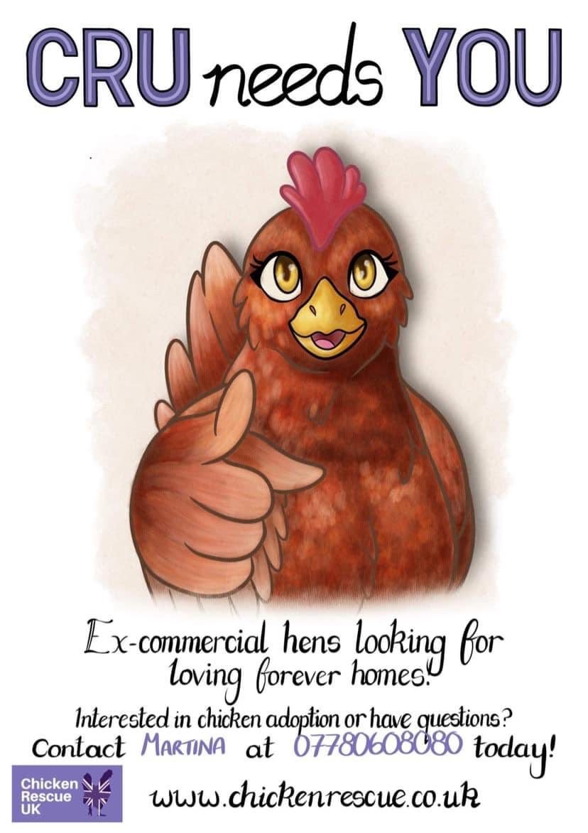 ChickenRescueUK (@chickenrescueuk) on Twitter photo 