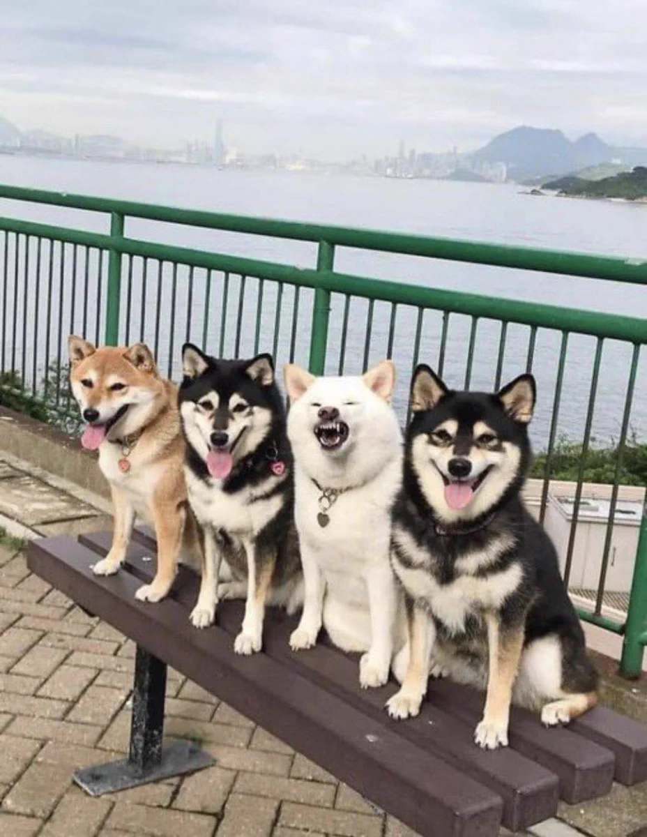 反抗期！？ｗ言うことを聞かない柴犬が可愛すぎる