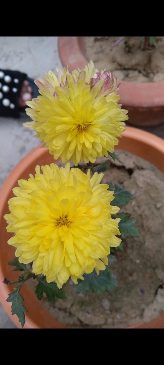 kausar_nargis's tweet image. #Springe