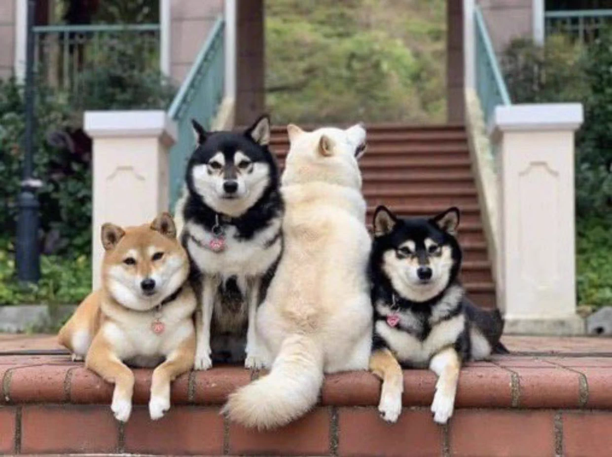 反抗期！？ｗ言うことを聞かない柴犬が可愛すぎる