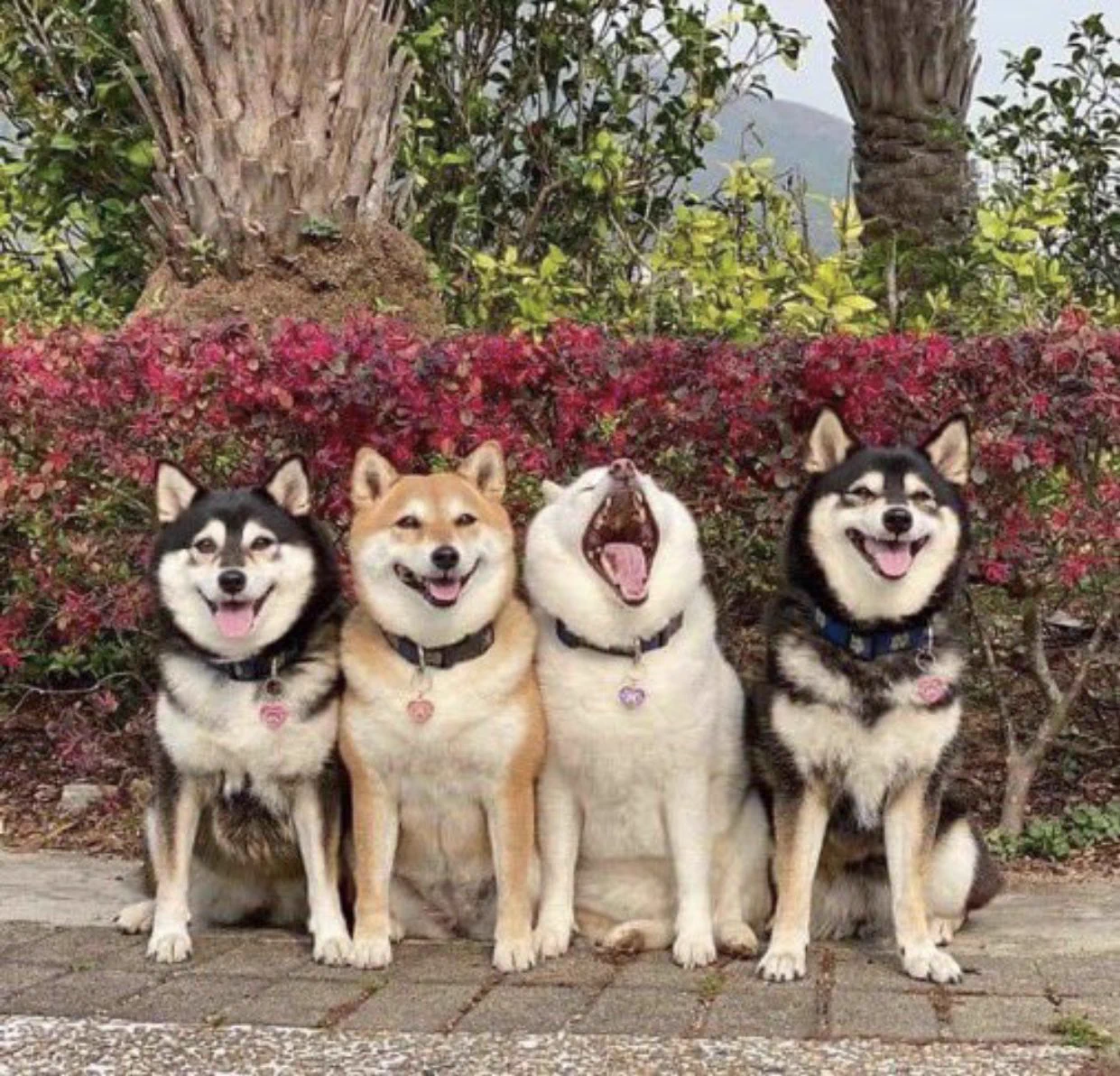 反抗期！？ｗ言うことを聞かない柴犬が可愛すぎる