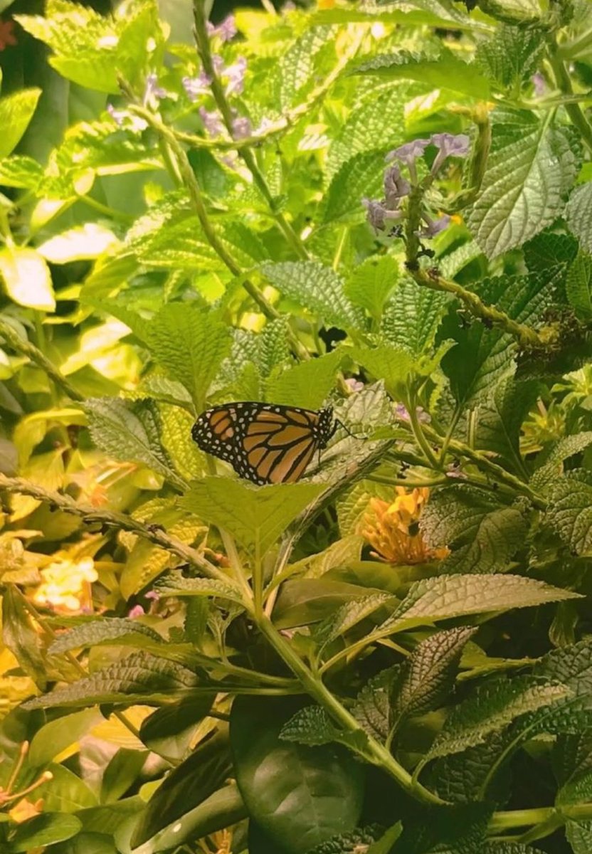 kausar_nargis's tweet image. #Springe