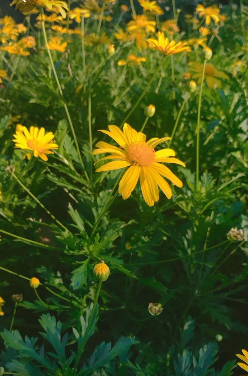 kausar_nargis's tweet image. #Springe