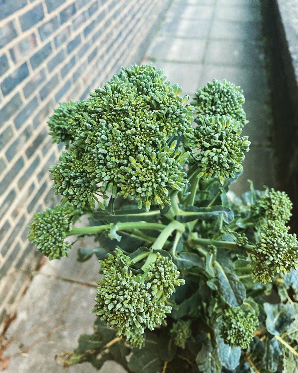 plumtreecoop's tweet photo. #gardeningseason #springtime #timetosow #growyourfood https://t.co/x4oJFIHGYM