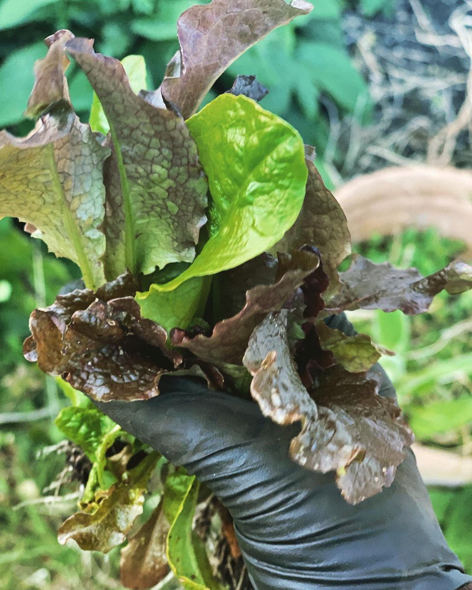 plumtreecoop's tweet photo. #gardeningseason #springtime #timetosow #growyourfood https://t.co/x4oJFIHGYM