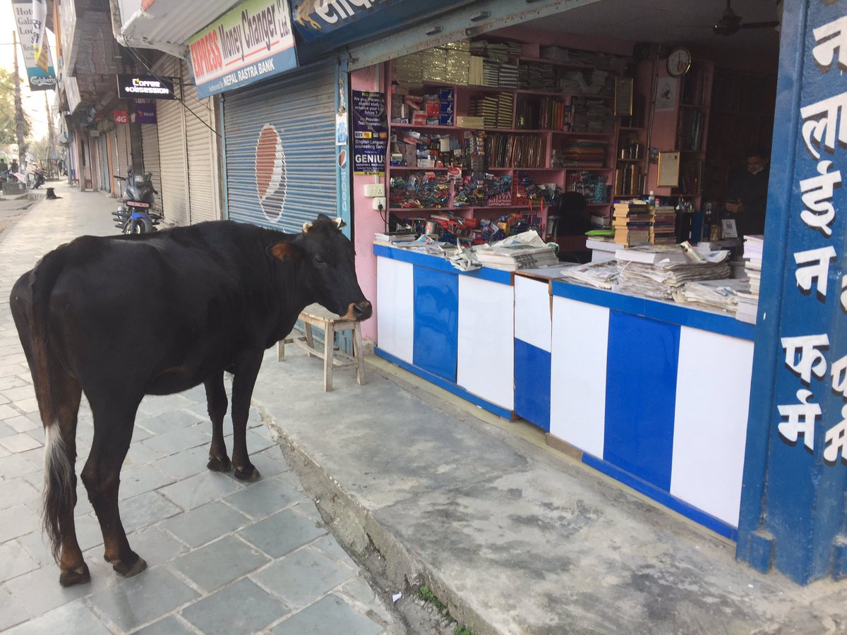 “The Moo York Times, please.” 
Thank you! I’m here all week! 
Greetings from Nepal.