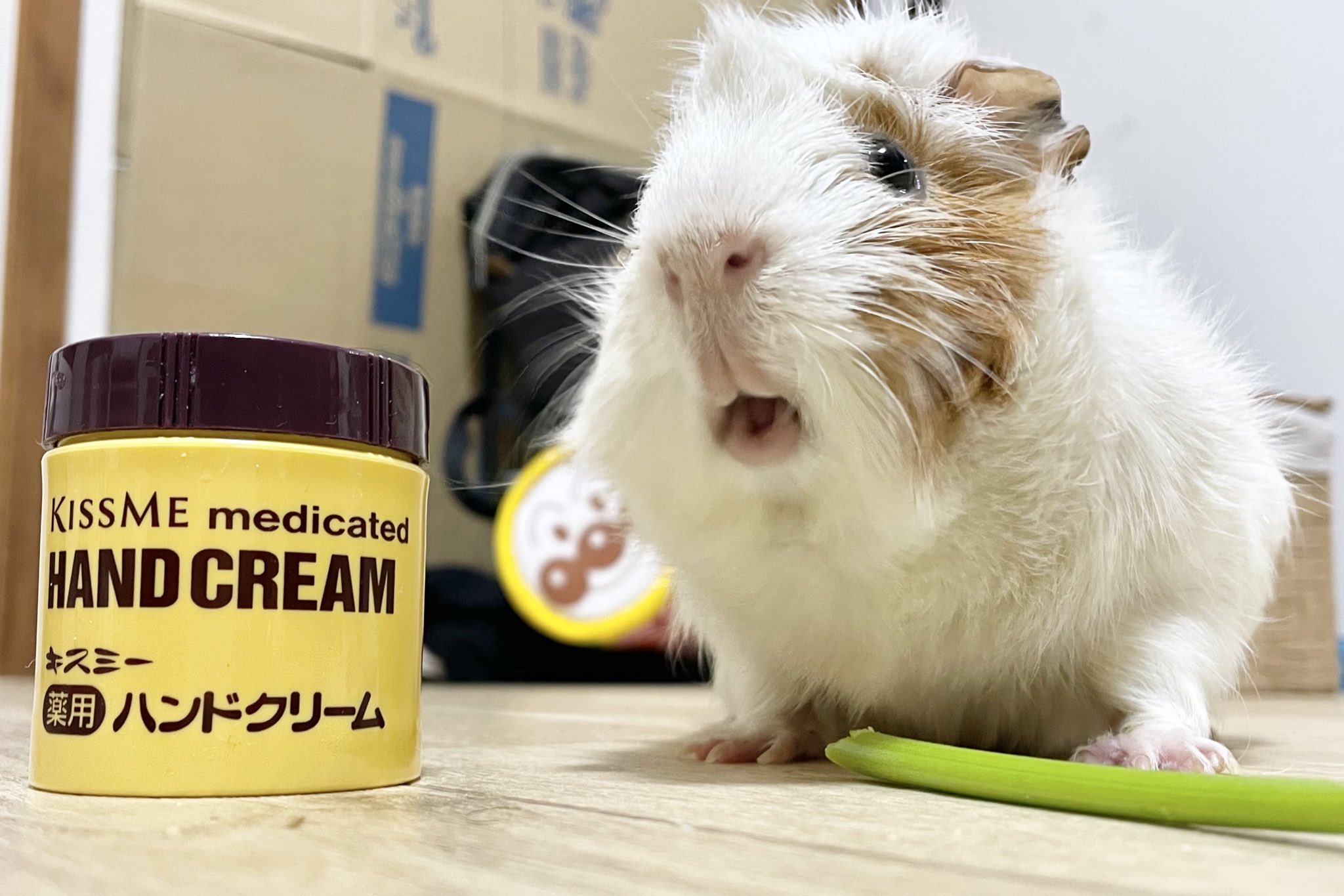 こげまるとてんぷらの飼い主 Perry1515 Twitter