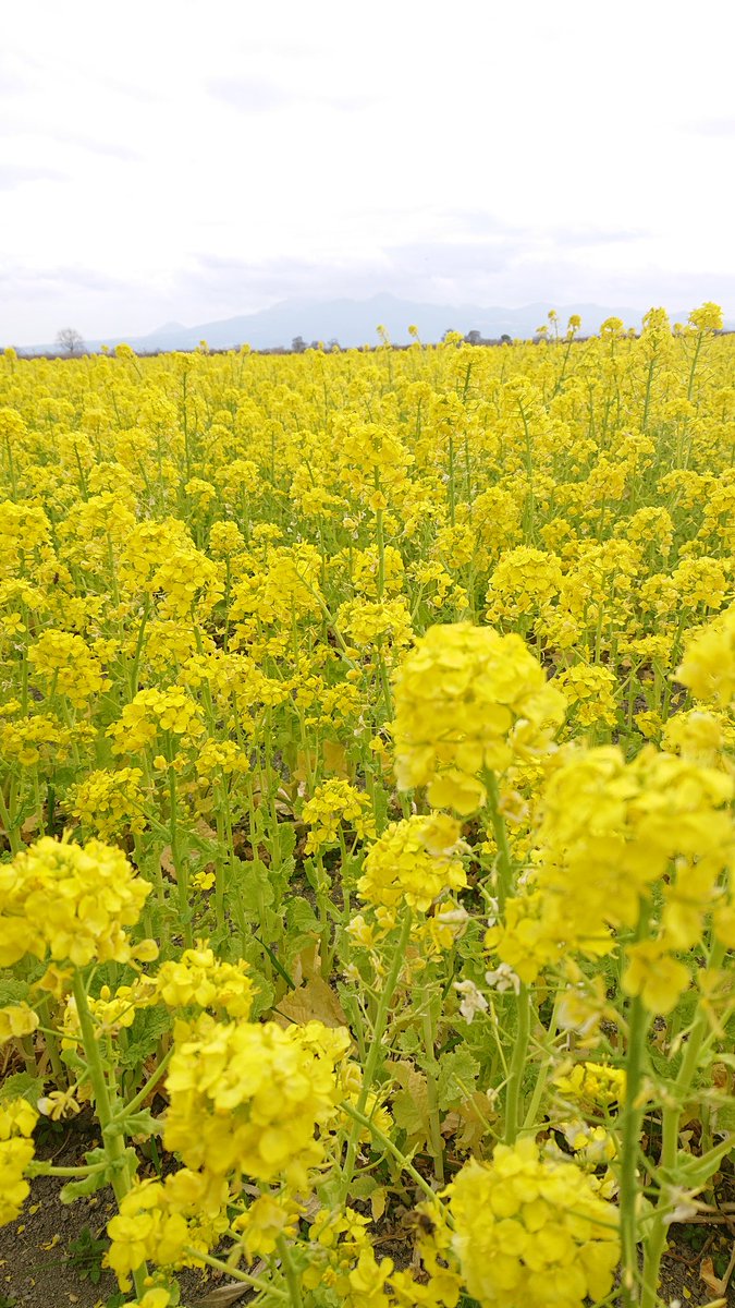 Hanakurorio's tweet photo. 🍀菜の花畑🍀

ぶらっとドライブしてたら
菜の花畑発見👀
お天気がちょっと悪いけど
菜の花が遠くまでずらーっと
並んでキレイです👍️

次は晴れた日にやってこよ🙌

#スマホ写真
#菜の花畑
#遠くの山畑は普賢岳 https://t.co/ERI7QFMA0H